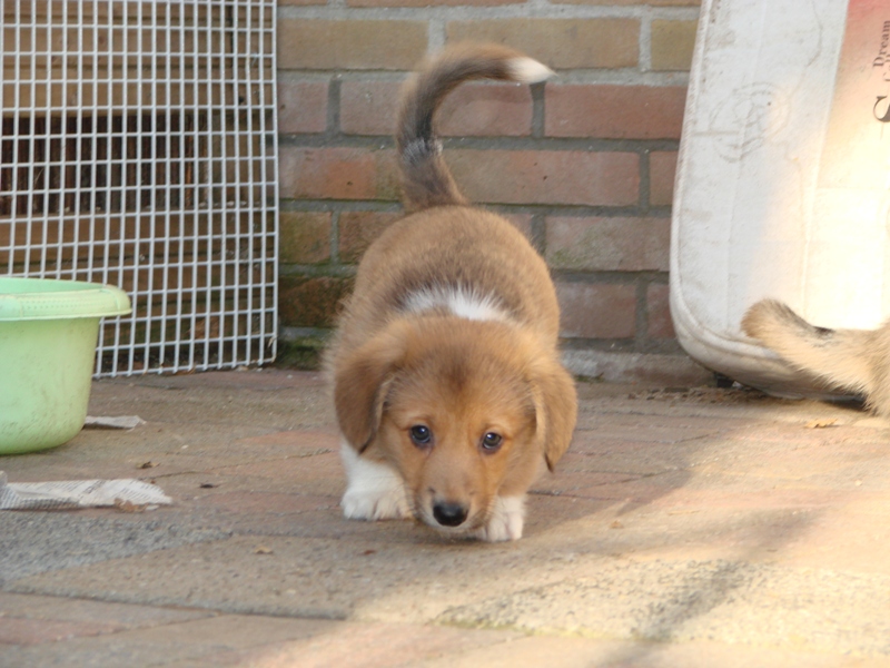 Puppies
